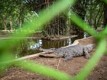 Video: Detik-detik Pria Diterkam Buaya di Cimory Land Gowa