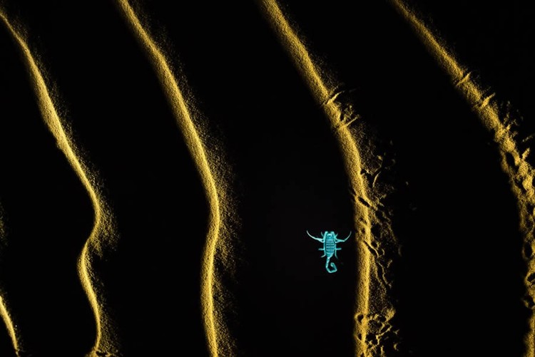 Nature TTL Photographer of the Year 2024