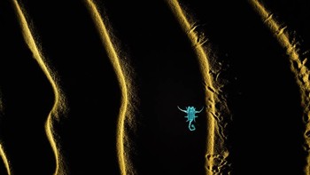 Pemenang kategori Small World diraih Soumya Ranjan Bhattacharyya dari India. Foto: Nature TTL