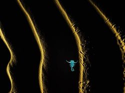 Jawara Kontes Foto Alam Bikin Takjub