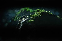 Nature TTL Photographer of the Year 2024