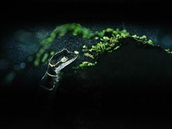 Jawara Kontes Foto Alam Bikin Takjub