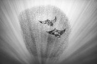 Nature TTL Photographer of the Year 2024