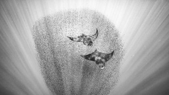 Pemenang kategori Underwater diraih Merche Llobera dari Spanyol. Foto: Nature TTL