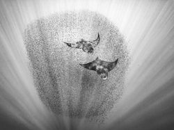 Jawara Kontes Foto Alam Bikin Takjub