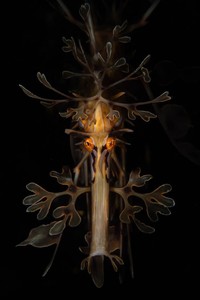 Nature TTL Photographer of the Year 2024