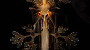 Runner-up kategori Underwater diraih Rowan Dear dari Australia Foto: Nature TTL