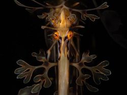 Jawara Kontes Foto Alam Bikin Takjub