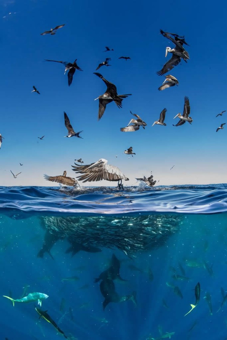 Nature TTL Photographer of the Year 2024