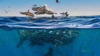 Highly Command kategori underwater diraih Merche Llobera dari Spanyol. Foto: Nature TTL