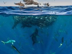 Jawara Kontes Foto Alam Bikin Takjub