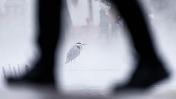 Pemenang kategori Urban Life diraih Mano Aliczki dari Hungaria. Foto: Nature TTL