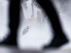 Jawara Kontes Foto Alam Bikin Takjub