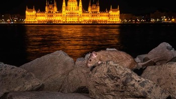 Highly Commanded kategori Urban Wildlife diraih Mano Aliczki dari Hungaria. Foto: Nature TTL