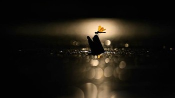 Young Nature TTL Photographer of the Year 2024 diraih James Fatemi dari AS. Foto: Nature TTL