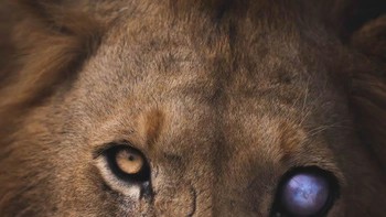Pemenang kategori Wild Portraits diraih Lewis Burnett dari Australia. Foto: Nature TTL