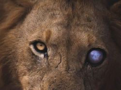 Jawara Kontes Foto Alam Bikin Takjub