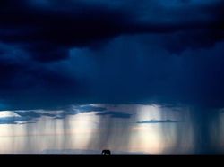 Jawara Kontes Foto Alam Bikin Takjub