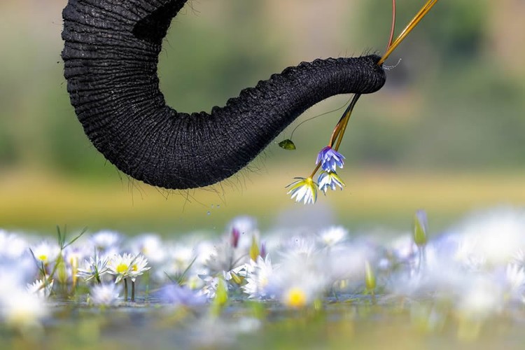Nature TTL Photographer of the Year 2024