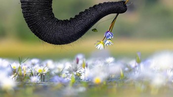 Foto: Nature TTL