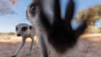 Pemenang kategori Camera Traps diraih Victor Soares dari Inggris. Foto: Nature TTL