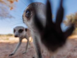 Jawara Kontes Foto Alam Bikin Takjub