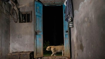 Highly Commended kategori Camera Traps, karya Pruthvi B dari India. Foto: Nature TTL