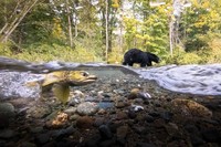 Nature TTL Photographer of the Year 2024