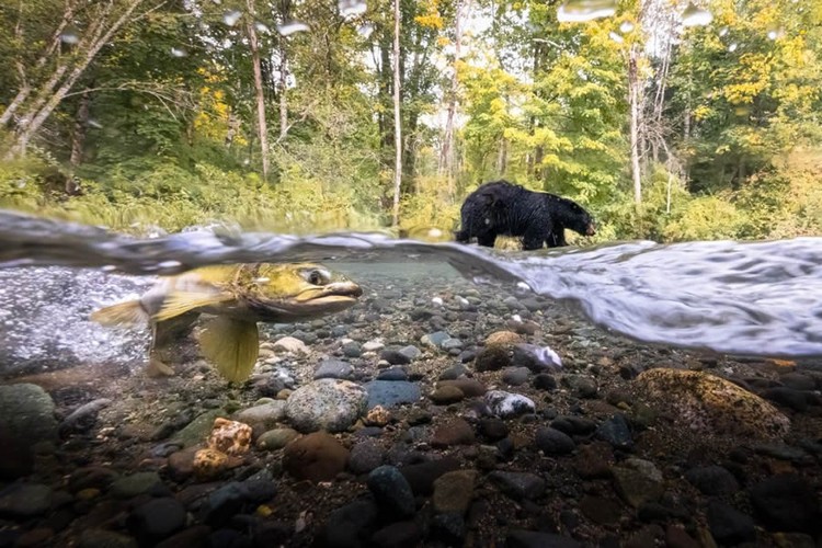 Nature TTL Photographer of the Year 2024