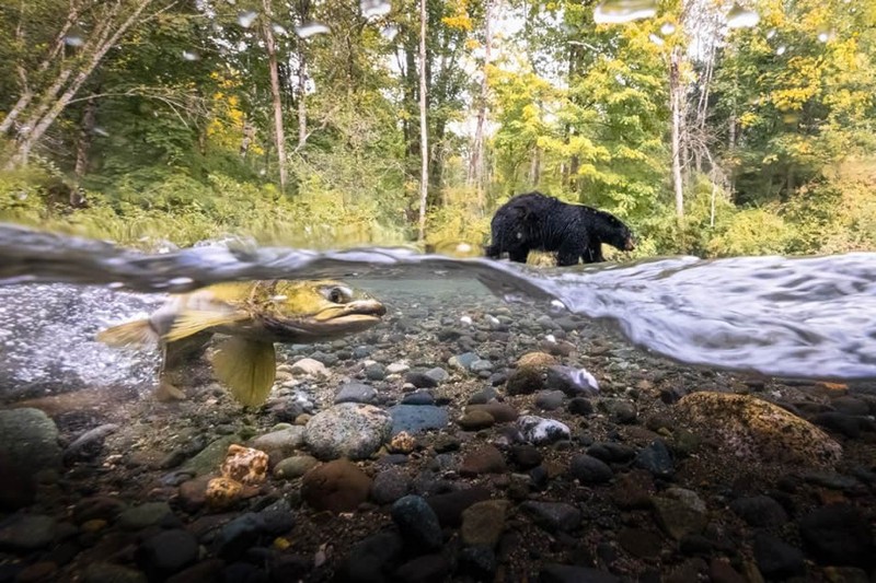 Nature TTL Photographer of the Year 2024