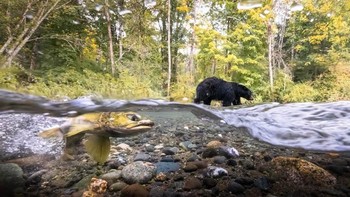 Highly Commended kategori Camera Traps, karya Liron Gertsman dari Canada. Foto: Nature TTL