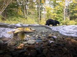 Jawara Kontes Foto Alam Bikin Takjub