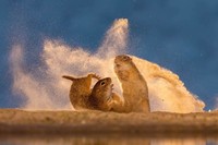 Nature TTL Photographer of the Year 2024