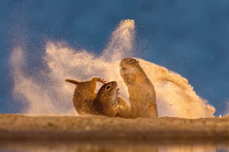 Nature TTL Photographer of the Year 2024