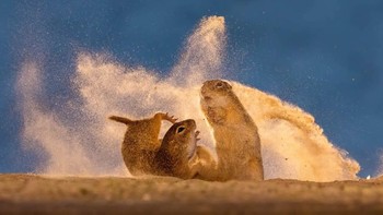 Nature TTL Photographer of the Year 2024 diraih Bence Máté dari Hungaria. Foto: Nature TTL