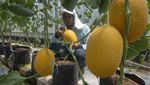 Berburu Melon Segar di Agrowisata Hidroponik Klaten