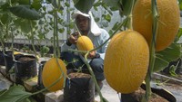 Pertanian melon premium ini dikelola oleh BUMDes Ngudi Raharja bekerja sama dengan generasi muda desa setempat, menciptakan peluang baru bagi pertanian lokal.  