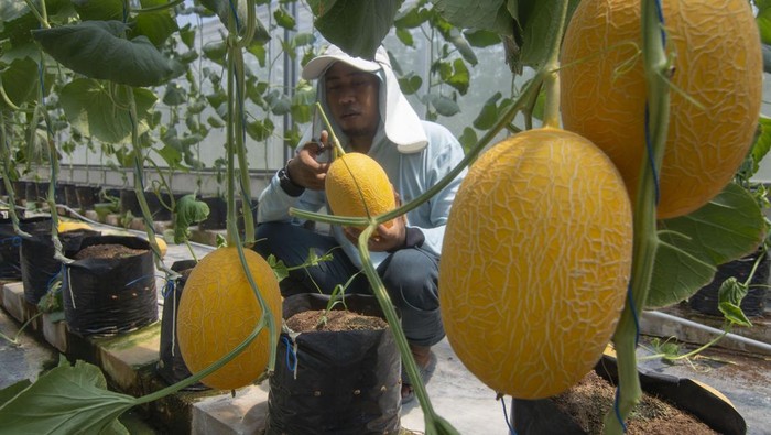 Petani memanen buah melon jenis sweet lavender yang ditanam dengan sistem hidroponik drip atau tetes air di Green House Desa Bogem, Bayat, Klaten, Jawa Tengah, Senin (30/9/2024). Pertanian melon premium yang dikelola BUMDes Ngudi Raharja Desa Bogem berkolaborasi dengan petani milenial atau generasi muda desa setempat itu selain dijual dengan harga Rp60 ribu hingga Rp80 ribu per kilogram, juga dikembangan sebagai agrowisata. ANTARA FOTO/Aloysius Jarot Nugroho/Spt.