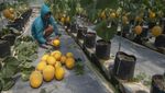Berburu Melon Segar di Agrowisata Hidroponik Klaten