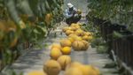 Berburu Melon Segar di Agrowisata Hidroponik Klaten