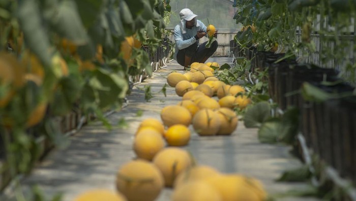 Pertanian melon premium sisem hidroponik di Klaten Petani memanen buah melon jenis sweet lavender yang ditanam dengan sistem hidroponik drip atau tetes air di Green House Desa Bogem, Bayat, Klaten, Jawa Tengah, Senin (30/9/2024). Pertanian melon premium yang dikelola BUMDes Ngudi Raharja Desa Bogem berkolaborasi dengan petani milenial atau generasi muda desa setempat itu selain dijual dengan harga Rp60 ribu hingga Rp80 ribu per kilogram, juga dikembangan sebagai agrowisata. ANTARA FOTO/Aloysius Jarot Nugroho/Spt.