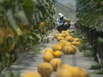 Berburu Melon Segar di Agrowisata Hidroponik Klaten