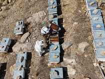 Perubahan Iklim Ancam Produksi Madu di Tunisia