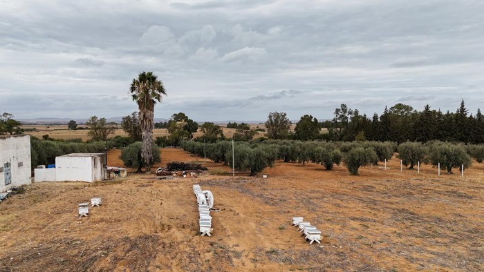Perubahan Iklim Ancam Produksi Madu di Tunisia A drone view shows beekeeper Bilel Sliman and Wahid Ben Ferjani, head of the Agricultural Development Complex for Beekeepers, inspecting Sliman's apiary in Zaghouan, Tunisia September 12, 2024. REUTERS/Jihed Abidellaoui