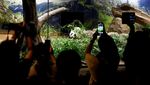 Setelah Satu Dekade, Jepang Akhirnya Pulangkan Panda Raksasa ke China