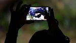 Setelah Satu Dekade, Jepang Akhirnya Pulangkan Panda Raksasa ke China