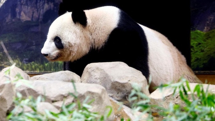 19-year-old giant panda Shin Shin is seen on the last public viewing day for the pandas Shin Shin and Ri Ri (not pictured) before they return to China to be treated for high blood pressure, at the Ueno Zoological Garden in Tokyo, Japan September 28, 2024.   REUTERS/Issei Kato