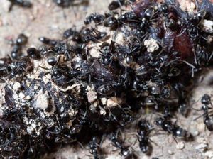 Semut Bukan Sembarang Semut, Tapinoma Magnum Bikin Warga Kabur dan Jual Rumah