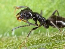 Ganasnya Tapinoma Magnum, Semut Perusak Bikin Listrik Mati hingga Jalan Retak