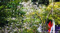 Bunga tabebuya sekilas mirip dengan bunga sakura, sehingga membuat suasana seperti di Jepang.  